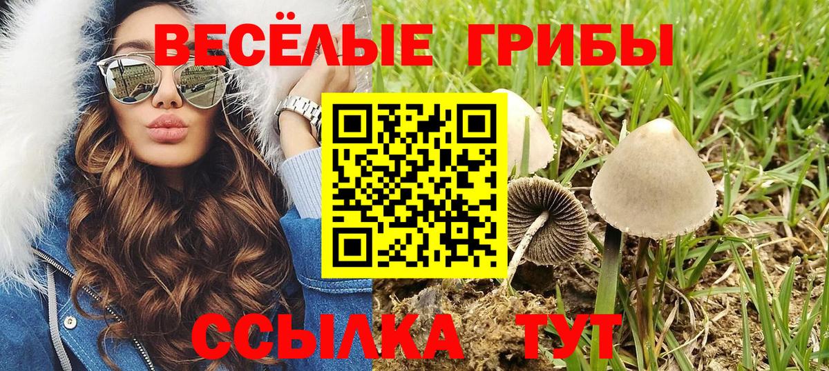 Галлюциногенные грибы Psilocybe Изобильный